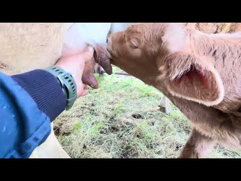 We continue working with the blind calf