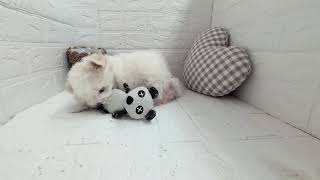 マルチーズの動画01