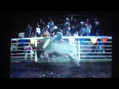 Bull for sale - Spin Doctor