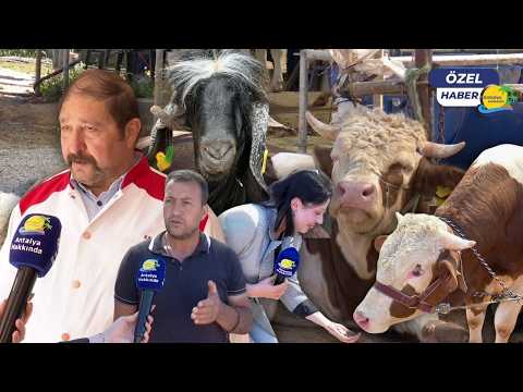 Antalya'da kurbanlık fiyatları belli oldu