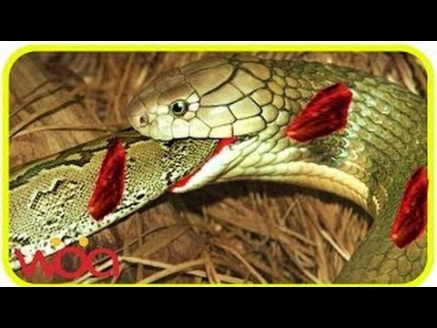 King Cobra Snake vs Python | Indigo snake eating python - Amazing animals fighting