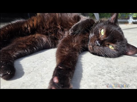 Summerland rescue has a sweet senior cat to adopt - YouTube