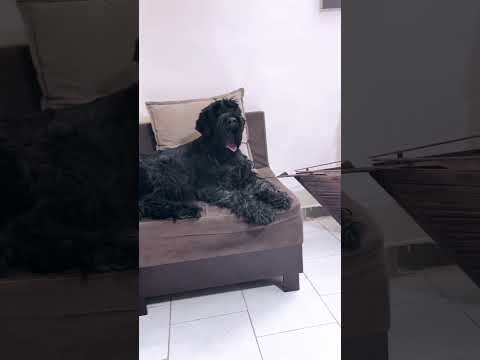 #schnauzer #germanshepherd #dog #iran #doglover 🥰🍾