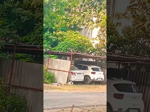 morni baga ma bole #mordance #nature #tanzeel #naturelover