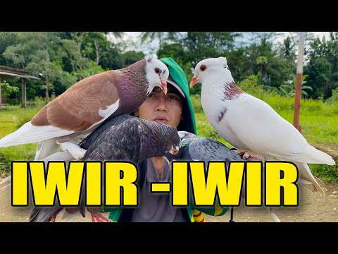 PLONTANG JAMBUL VS POLTANG JEMBRONG