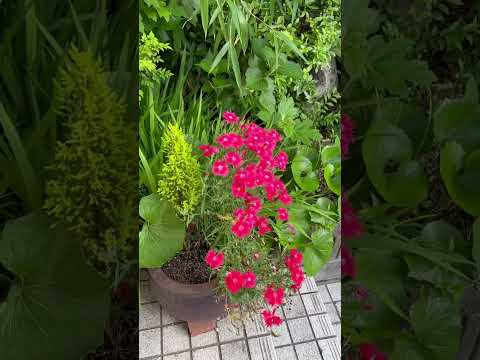 モダンな庭園の多年生植物、草、木  庭園