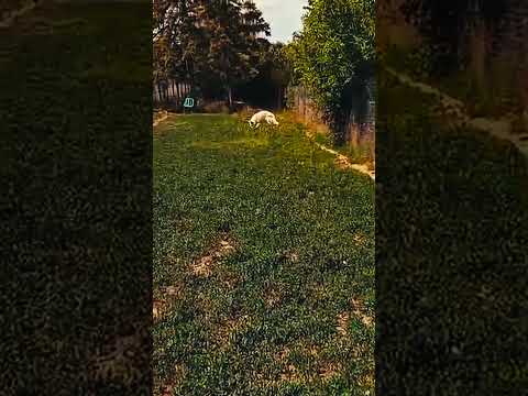 Berger Blanc Suisse Welpe kaufen