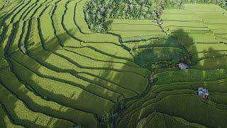 Sunrise Over Mount Batukaru – Aerial Journey Through Bali’s Terraced Rice Fields
