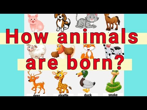 ANIMAL REPRODUCTION / GIVING BIRTH/ MAMMALS / NEW BORN BABIES / EGG LAYING / FROM EGGS /GRADE 1 /