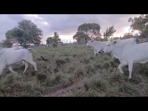  65 Vacas Nelores Gordas na balança a 17 reais em Pilões/ Paraíba. Whatsapp 84 99810 2784*#gado 