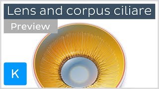 Lens and ciliary body: anatomy, histology and action (preview) | Kenhub