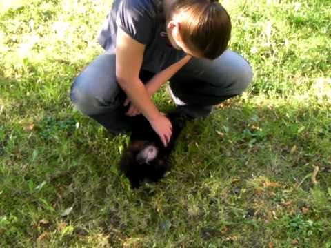 Majki Makai - 8 týdnů - Tibetský Španěl