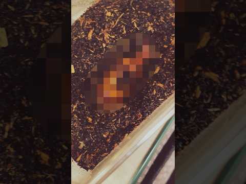 地球の中に生息する幼虫や蛹とは何でしょうか？テクニカルガイド  庭園