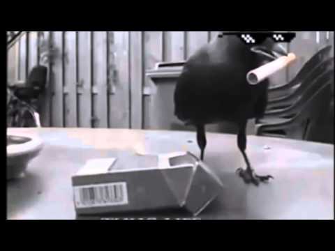 Młody M x Pawbeats ft. Justyna Kuśmierczyk - Wiecznie Młodzi ref.