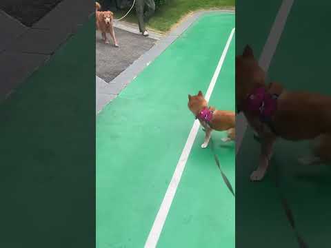 Un shiba inu excité tourne sur lui-même lorsqu'il voit un autre chien