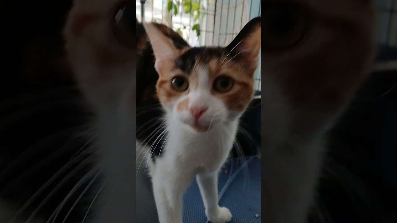 Enlarge Marigold (Calico kitten), an adopted Domestic Short Hair in Farmington Hills, MI video 2/2