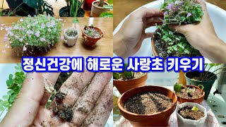 사랑초 구근 많이 생기게 심는방법!! 사랑초 구근수확과 구근심기... 스트레스와 눈아픔을 동반해요 ㅋㅋ