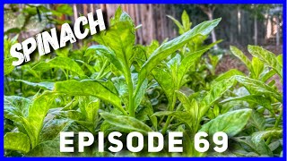 Longevity Spinach & Okinawa Spinach Update (Ep. 69)