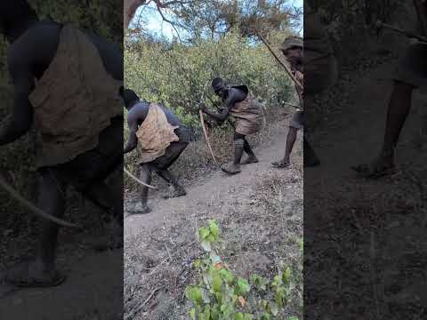 How the Hadzabe Hunt in the African Forest | Traditional Survival Skills