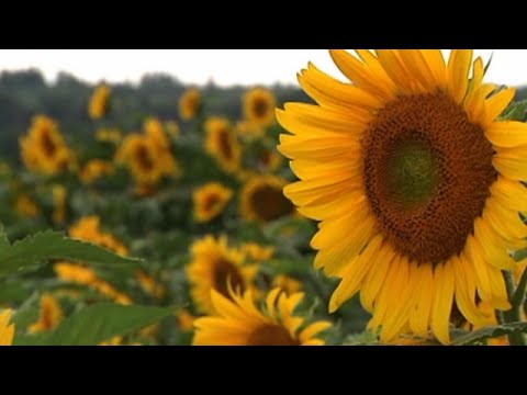 Husband honors late wife in magical way