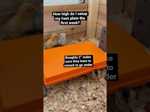How high do I set my chicken heat plate the first week?