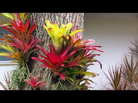 COMO PLANTAR BROMELIA EM TRONCO E TER RESULTADOS INCRÍVEIS!!!