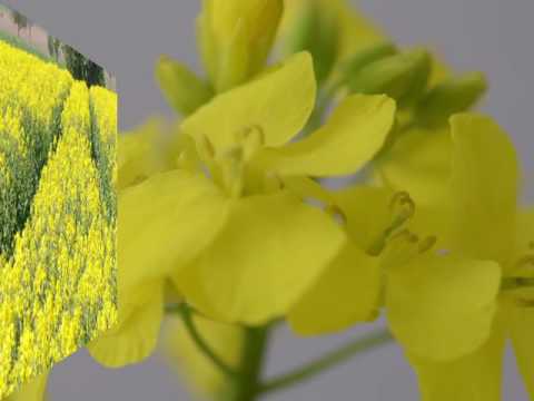 Rapsblüte um Oesselse