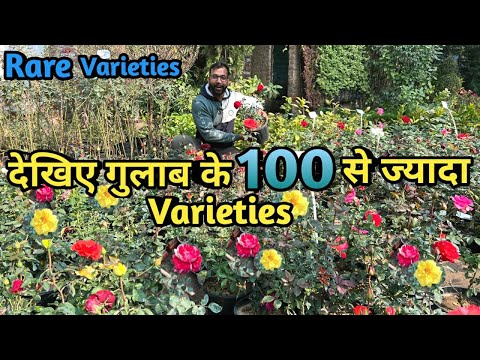 देखिए गुलाब के 100 से ज्यादा Varieties with Names | Rose Variety For Your Garden
