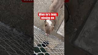 The talks me and Suga have #dog #adoreble #doglife #doglove #cutedog #cuteanimals #fypシ