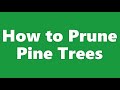 How To Prune Pine Trees