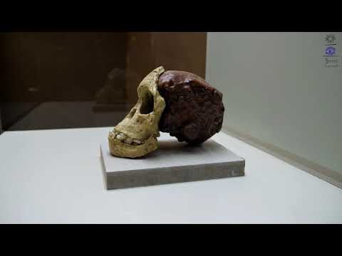 Olduvai Gorge Museum - Room 1