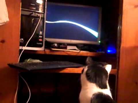 Buster watching electronic Aurora Borealis on my monitor 022814AD