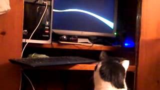 Buster watching electronic Aurora Borealis on my monitor 022814AD