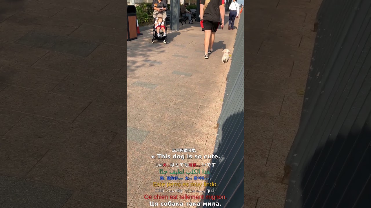 Adorable Bonds: A Cute Dog's Day Out #cutedog #petbonding #dogdayout #animallove #heartwarmingpets