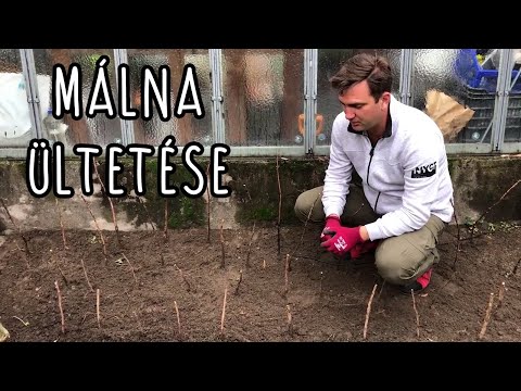 málna és látás szürkehályog műtét ára nyíregyháza