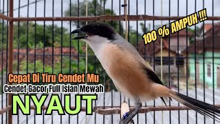 Download lagu burung cendet gacor FULL ISIAN KASAR buat PANCINGAN CENDET AGAR BUNYI,, JADIKAN BURUNG PENTET GACOR mp3