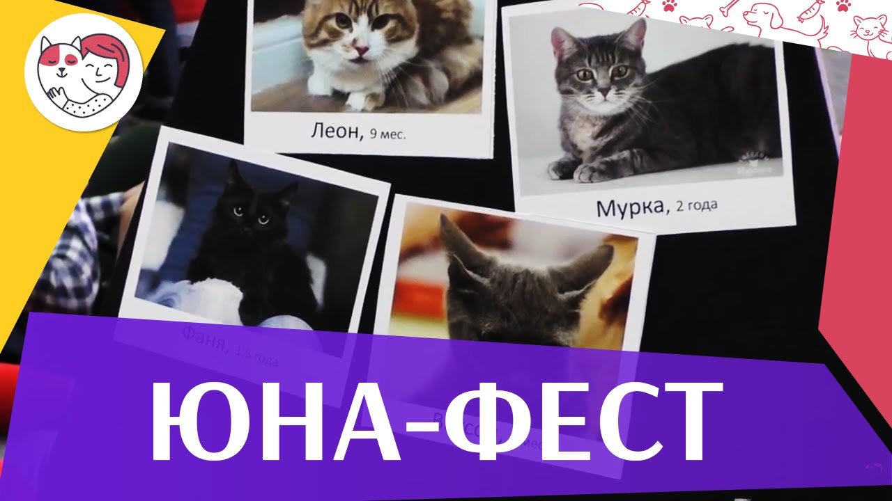 Выставка-пристройство животных «Юна-фест» на ilikpet