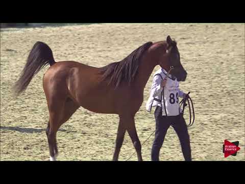 N.89 AJMAL THO AL JANAH - 2019 Qatar International show - Colts 3 Years Old (Class 6)