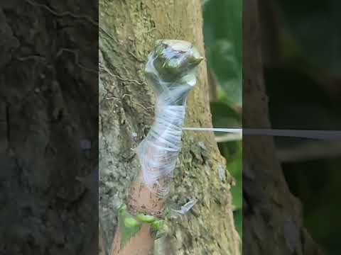 Plant grafting and tree care techniques #2571