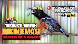 Download lagu 🛑MASTERAN TERBAIK‼️KONIN GACOR NEMBAK FULL ISIAN TERMEWAH — PANCINGAN KOLIBRI NINJA SUARA JERNIH mp3