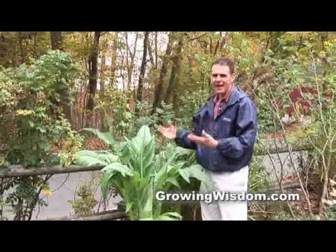 download lagu mp3 mp4 Showy Plants, download lagu Showy Plants gratis, unduh video klip Showy Plants
