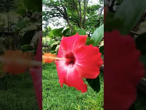 sítio Comodoro mato grosso