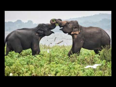 🎼Vilpattuwe Sinhala Song 🎼