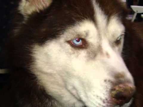 Pożegnanie wiernego przyjaciela