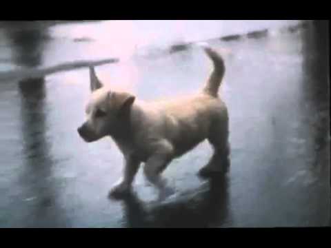 Щенок по кличке 'Щен'.mp4