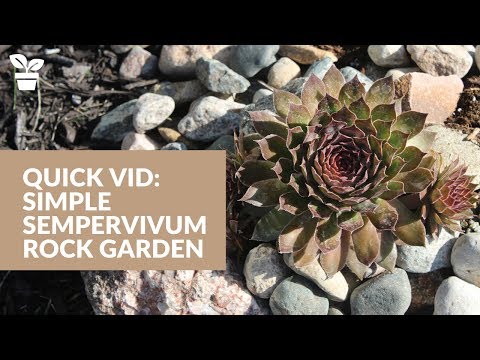 Simple Sempervivum Rock Garden | Hen and Chicks Succulent Garden