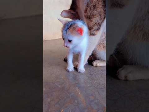 🐈lovely cat🐈 #music