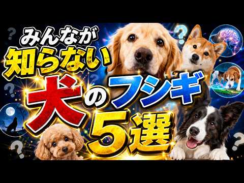 みんなが知らない犬のフシギ５選