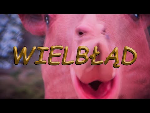 ALOE BOYZ - WIELBŁĄD