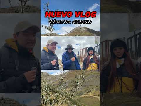 Avistamiento del Cóndor Andino